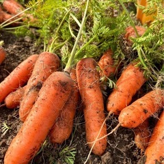 あまーい無農薬にんじんの画像