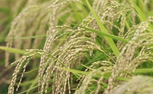 12月22日限定！広島県三次市産コシヒカリ／清流「常清滝」の恵み（自家栽培米）令和7年☆新米（玄米）☆30キロ☆１等米☆