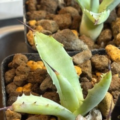 【6株しかありません】今年の1番の目玉【桜翠蒼霧】おうすいそうむの画像