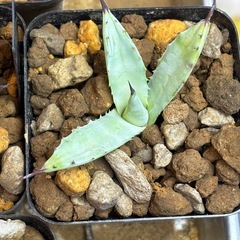 【6株しかありません】今年の1番の目玉【桜翠蒼霧】おうすいそうむの画像