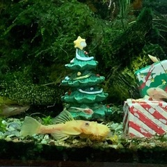 熱帯魚プレコの画像