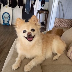 ポメとチワワのハーフ犬