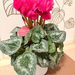 商談中 高さ40cm 立派なシクラメンの画像
