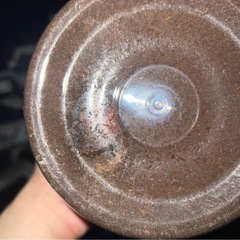 カブトムシ、ヘラクレスオオカブト蛹ペアの画像