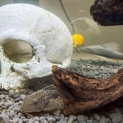 トリニダードプレコ（Wild）の画像