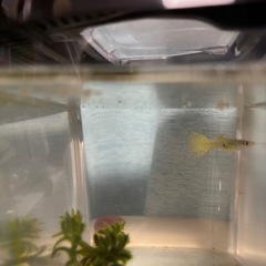 グッピー1匹　の画像