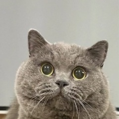 防犯カメラ(家庭用Wi-Fi接続)の画像