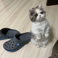 ミヌエット（メス／2歳8ヶ月）短足 - 北区