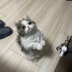 ミヌエット（メス／2歳8ヶ月）短足