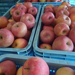 甘くて美味しいりんご🍎信州産ふじ。訳あり品大量出荷、１キロからも可能の画像