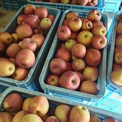 甘くて美味しいりんご🍎信州産ふじ。訳あり品大量出荷、１キロからも可能の画像
