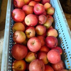 甘くて美味しいりんご🍎信州産ふじ。訳あり品大量出荷、１キロからも可能の画像