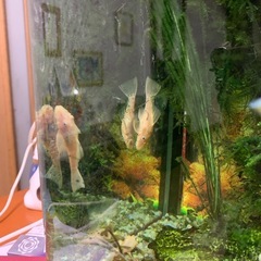 熱帯魚プレコの画像