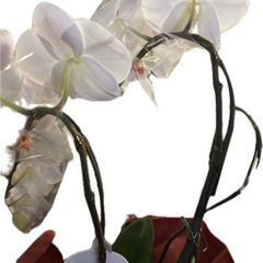 胡蝶蘭(大輪)の画像