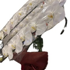 胡蝶蘭(大輪)の画像