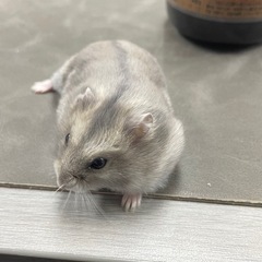 ジャンガリアンハムスター　里親募集1