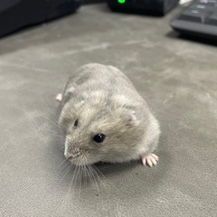 ジャンガリアンハムスター　里親募集2