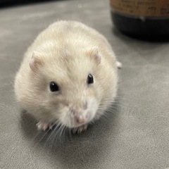 ジャンガリアンハムスター　里親募集3