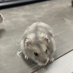 ジャンガリアンハムスター　里親募集4