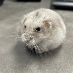 ジャンガリアンハムスター　里親募集5