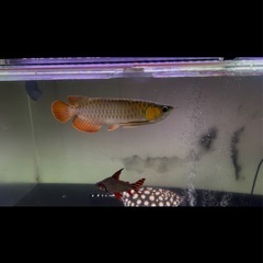 今週限定最終値下げ、アロアナカリマンタンレッドの画像