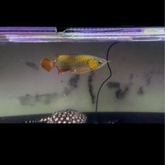 今週限定最終値下げ、アロアナカリマンタンレッドの画像