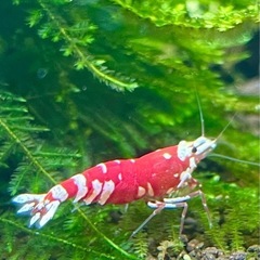 【特選】RED ファンシータイガーシュリンプ★太極 純血 ♀ 個体 1匹の画像