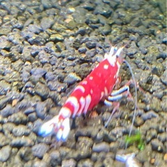 【特選】RED ファンシータイガーシュリンプ★太極 純血 ♀ 個体 1匹の画像