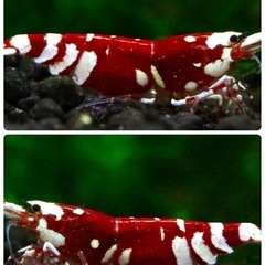 【特選】RED ファンシータイガーシュリンプ★太極 純血 ♀ 個体 1匹の画像