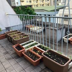 【ベランダ菜園とペットボトルベジの体験会】   12/14(日)    ベランダで無農薬、無肥料栽培で野菜を作る、種まき体験会。自然栽培で自給自足の画像