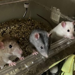 ファンシーラット　オス3匹