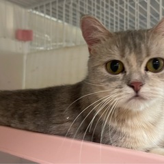 マンチカン避妊済みの女の子