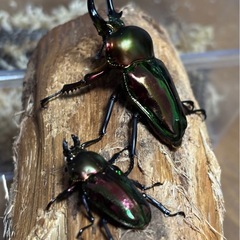 ニジイロクワガタペア(ノーマル/ペアリング済)の画像