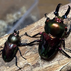 ニジイロクワガタペア(ノーマル/ペアリング済)の画像