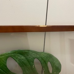 モンステラ　アートフレームの画像