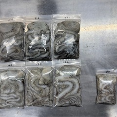 【モンスターサイズ】獲れたてシガヤー1キロの画像