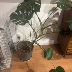 モンステラの画像