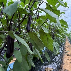 若手農家仲間募集！情報交換できる方歓迎🌾