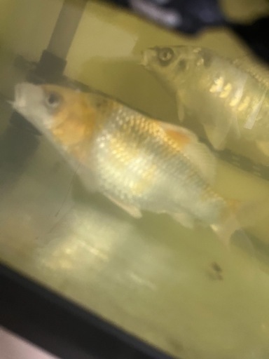 鯉