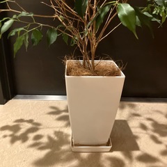 観葉植物　ベンジャミンの画像