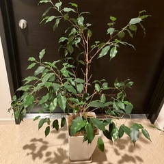観葉植物　ベンジャミンの画像