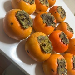 柿　傷あり　12個の画像