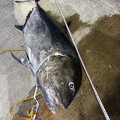 【超特大】シガヤー1キロ獲れたて新鮮！の画像