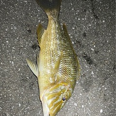 【超特大】シガヤー1キロ獲れたて新鮮！の画像