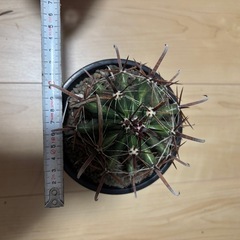 巨鷲玉　フェロカクタス　サボテンの画像