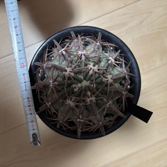 ホマロケファラ 綾波　サボテンの画像