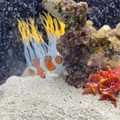 カクレクマノミ／ニモ／海水魚／水槽の画像