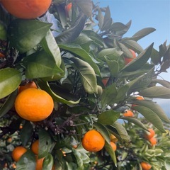 ゆら早生みかん ご家庭用  1kg400円 #25の画像