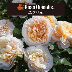 薔薇　苗木　　の画像