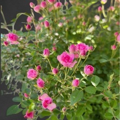 薔薇　苗木　　の画像